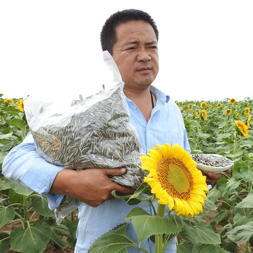 郝恒内蒙正宗363生瓜子大粒新货