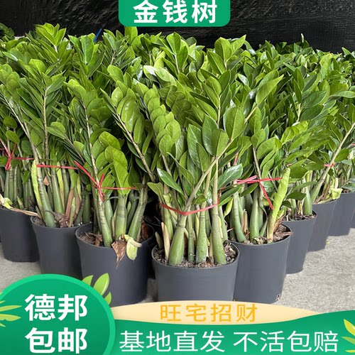 金钱树盆栽客厅大型绿植办公室