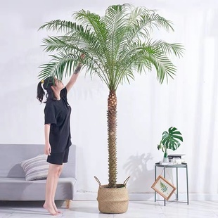 针葵盆栽针叶棕榈大型热带植物椰子树室内客厅阳台室外网红真绿植