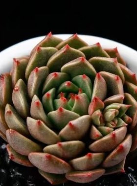 奥利维亚多肉四季植物花卉组合懒人耐寒热阳台办公室包邮