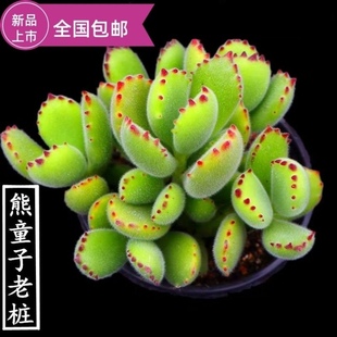 多肉植物熊童子群生多头老桩办公室内萌肉肉新手组合盆栽绿植