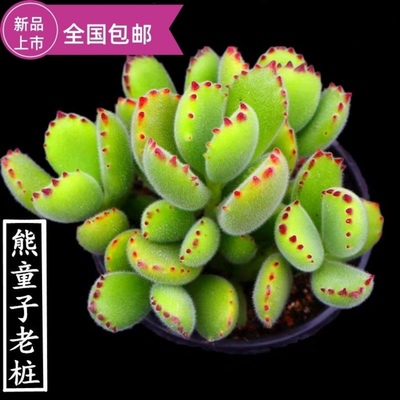 多肉植物熊童子群生多头老桩办公室内萌肉肉新手组合盆栽绿植