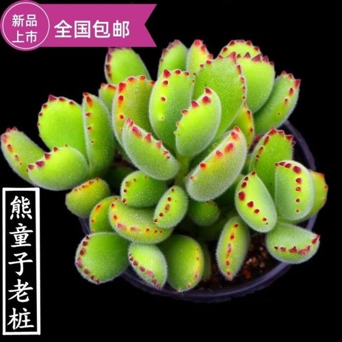 多肉植物熊童子群生多头老桩办公室内萌肉肉新手组合盆栽绿植