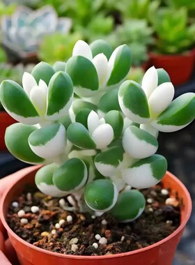 白锦鹿角多肉植物财运稀有室内阳台防辐射盆栽绿植花卉桌面好养