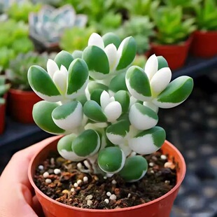 白锦鹿角多肉植物财运稀有室内阳台防辐射盆栽绿植花卉桌面好养