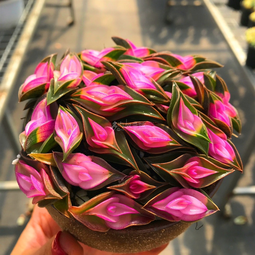 一帆风顺多肉植物老桩重扇肉肉花卉小盆栽稀有品种桌面绿植好养活