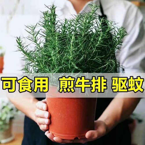 新鲜迷迭香苗盆栽可食用牛排用香草百里香室内阳台提神驱蚊虫植物
