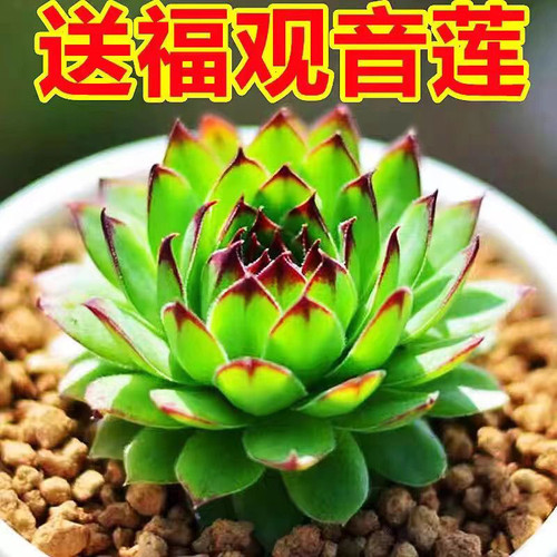 观音莲多肉植物室内超大好养盆栽大棵易爆盆多肉老桩盆景带盆带土