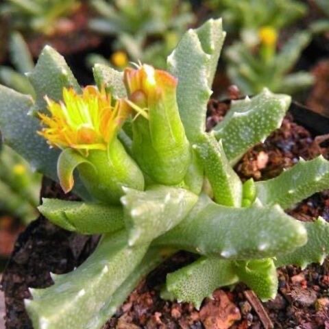 芳香波番杏科属开花带香多肉植物出自南非好养麦杆精品贵货办公室