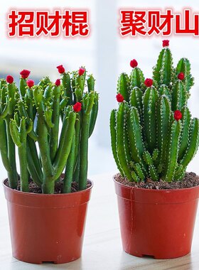 招财棍多肉植物聚财山仙人掌花卉办公室客厅室内绿植桌面盆栽好养