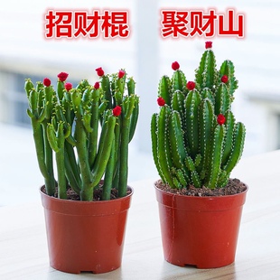 招财棍多肉植物聚财山仙人掌花卉办公室客厅室内绿植桌面盆栽好养