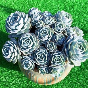 鲁氏石莲老桩多肉植物大颗好养稀有品种安娜玫瑰盆栽蓝色肉肉花卉