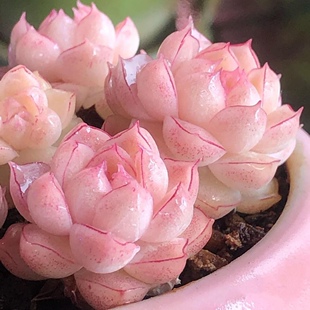 贵货高端女王麦秆精控暗纹边线高颜值组合盆栽室内阳台桌面盆栽