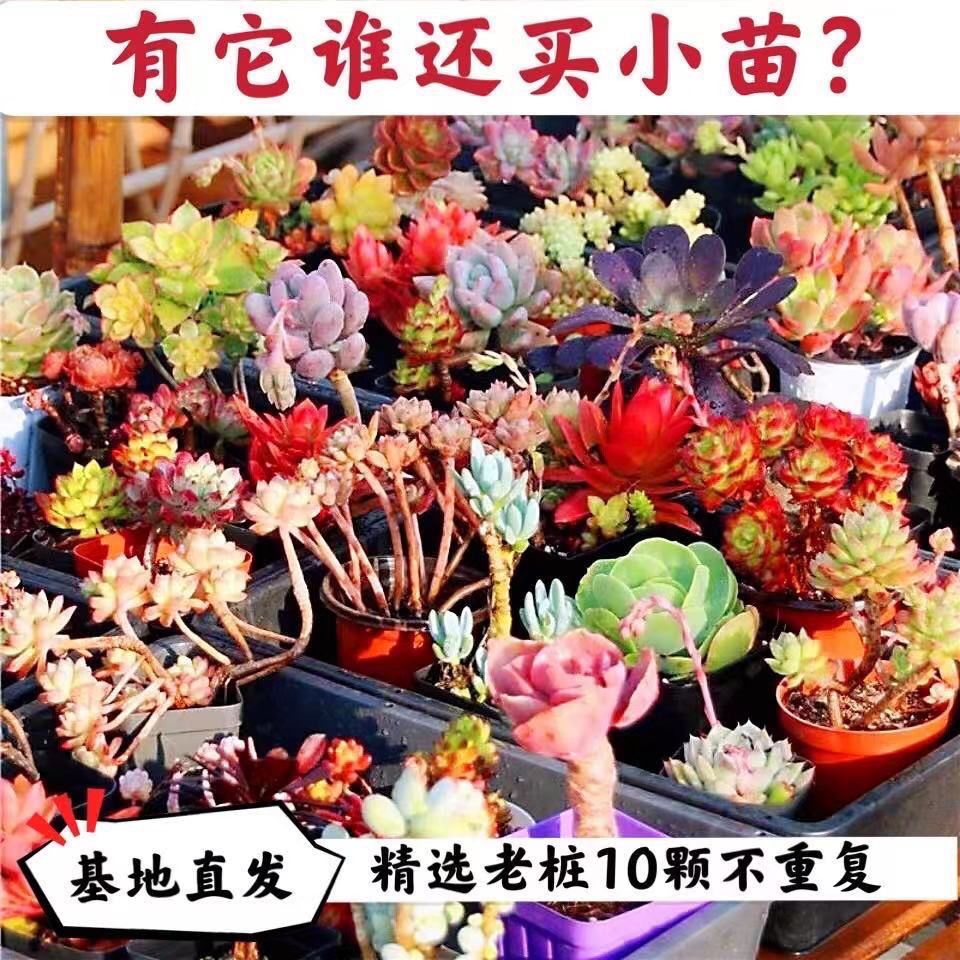 多肉植物大颗老桩组合贵货好养新手特价清棚组合盆栽花卉绿植精品