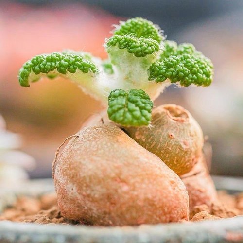 断崖王子块根植物室内盆栽花断崖女王精品仙人球仙人掌类桌面奇趣