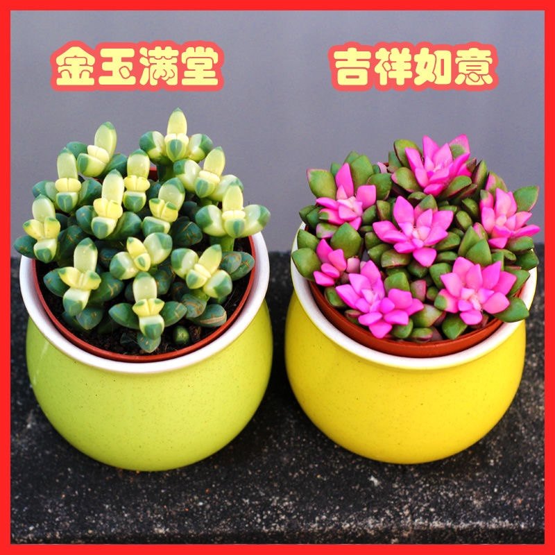 吉祥如意七彩多肉植物高档招财室内阳台新手好养绿植花卉防盆栽,鲜花速递/花卉仿真/绿植园艺,多肉植物,淘宝优惠券,粉丝福利购,淘宝优惠卷