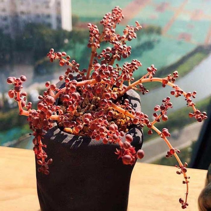 日系进口露镜多肉植物盆栽红色贵货群生多头肉肉冷水花绿植花卉