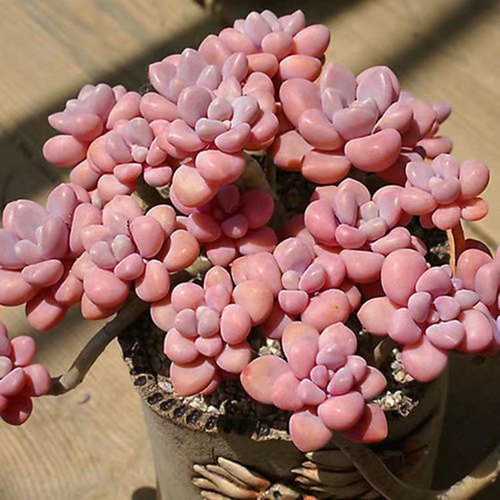 艾伦多肉植物萌肉肉阳台窗台庭院露养多肉耐寒耐热多头四季好养