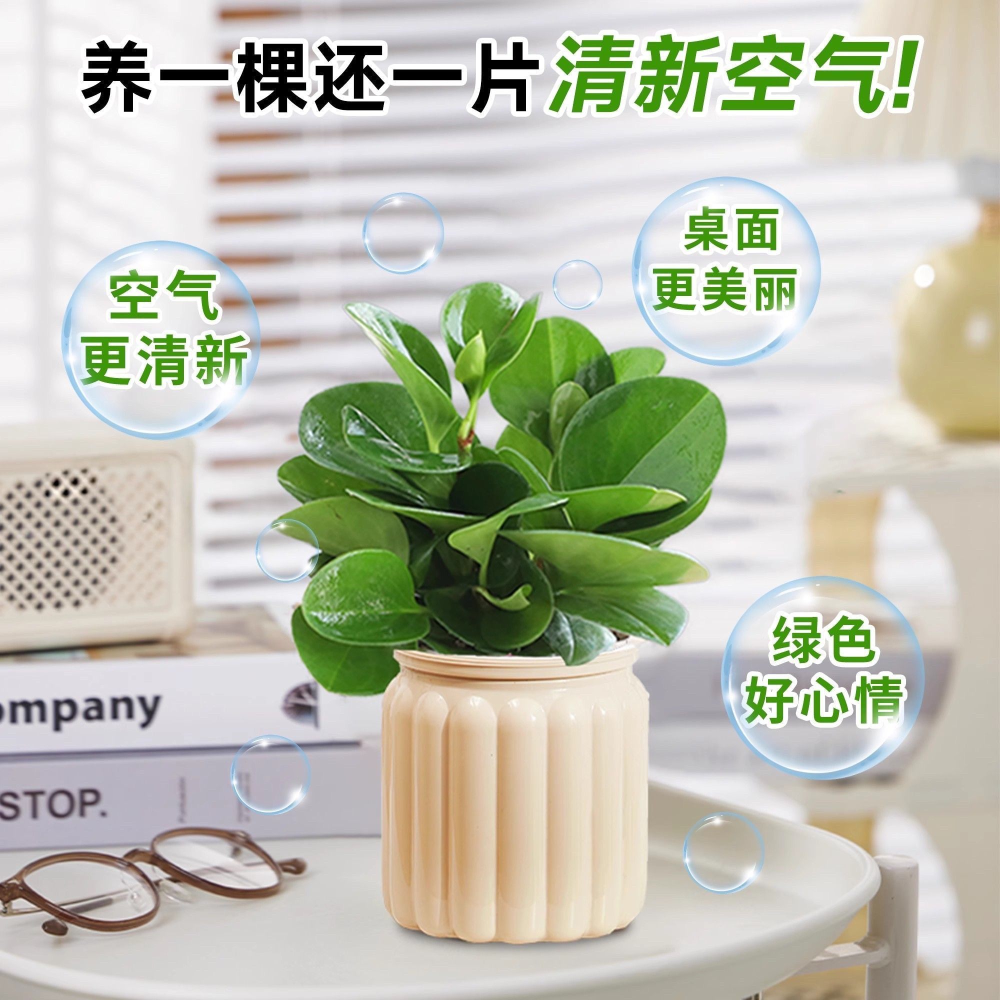 碧玉盆栽室内绿植盆景豆瓣绿客厅桌面绿植四季常青图片