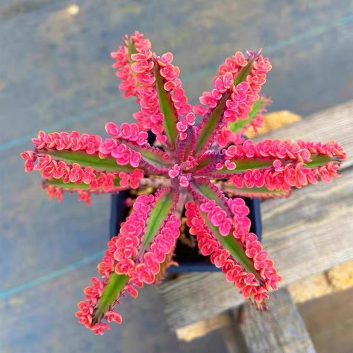 蕾丝公主阔叶不死鸟多肉植物养不死肉肉盆栽花卉落地生根老桩