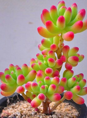 果冻乙女心老桩群生多头多肉植物盆栽办公室绿植花卉萌肉肉