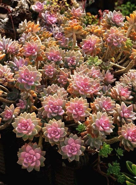 淡雪紫雾幽灵公主多肉植物绿植盆栽肉肉冰玉橙梦露吊兰老桩花卉