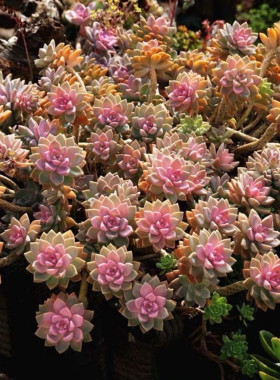淡雪紫雾幽灵公主多肉植物绿植盆栽肉肉冰玉橙梦露吊兰老桩花卉