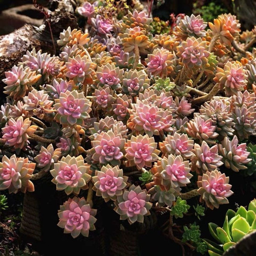 淡雪紫雾幽灵公主多肉植物绿植盆栽肉肉冰玉橙梦露吊兰老桩花卉