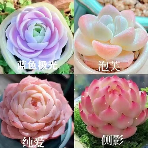 多肉植物组合套装新手好养泡芙冰魄糖心多肉室内阳台花卉