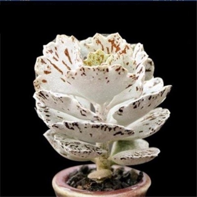 白雀扇多肉植物 贵货雀扇多肉 姬宫黑雀扇肉肉组合小盆栽扇雀