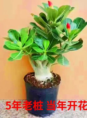 沙漠玫瑰盆栽带花苞重瓣老桩5老桩好养室内阳台花卉绿植盆