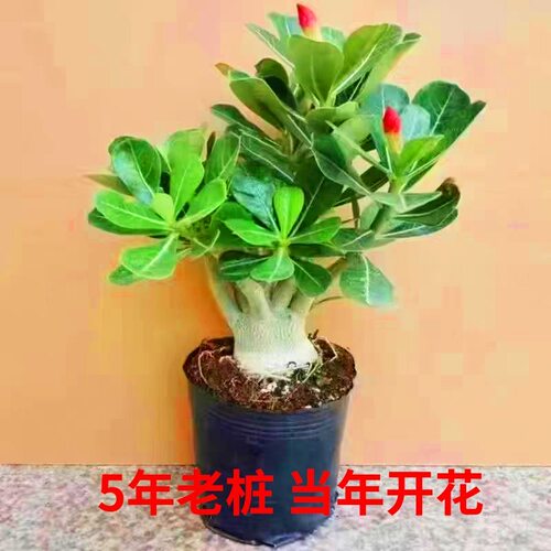 沙漠玫瑰盆栽带花苞重瓣老桩5老桩好养室内阳台花卉绿植盆