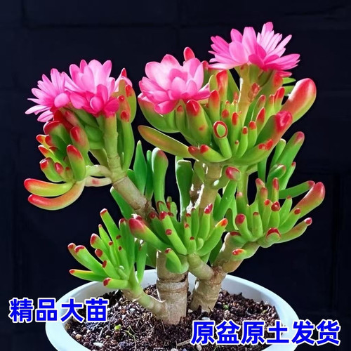 吸财树老桩招财新手好养室内绿植阳台盆栽花卉组合多肉多头招财猫