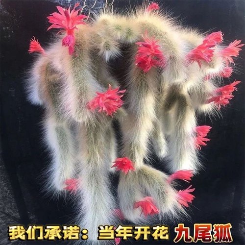 九尾狐多肉植物高档盆栽花长毛系列猴尾巴办公室盆栽