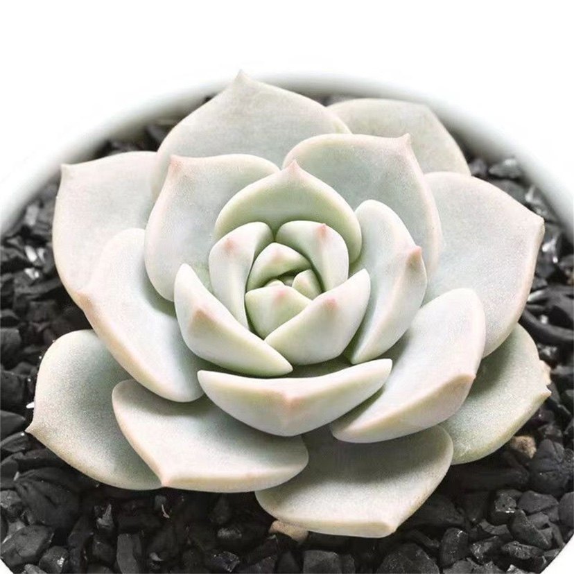 白牡丹家庭室内客厅专用耐寒耐热diy高档直发白多肉白玫瑰老桩,鲜花速递/花卉仿真/绿植园艺,多肉植物,淘宝优惠券,粉丝福利购,淘宝优惠卷