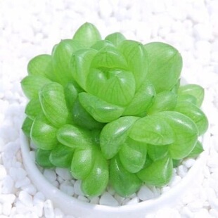 玉露多肉植物新手水晶网红花卉透明懒人客厅防辐射办公室盆栽袖珍