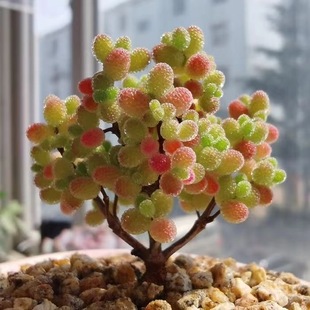 【爆款特价】蜜橘糖球枝干番杏多肉莱斯植物冰晶花卉桌摆盆栽懒人