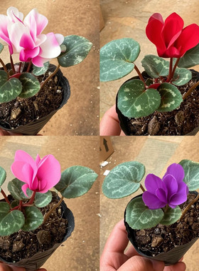 仙客来小盆栽花苗室内花卉重瓣带花开花阳台好养花苗观花植物