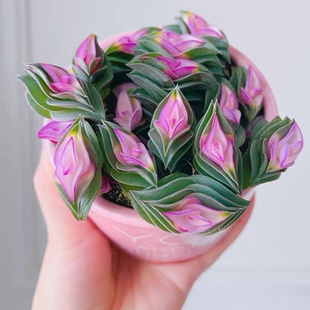 一帆风顺多肉植物重叠扇锦上添花桌面盆栽时来运转好养活花卉