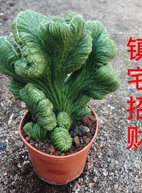 超大山影五指山仙人掌多肉植物桌面美观花卉盆栽绿植盆景
