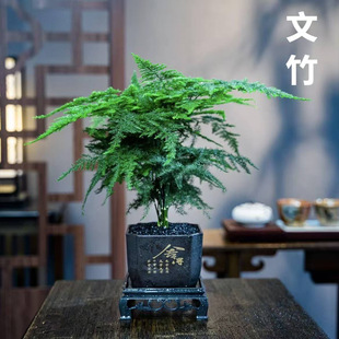 旺宅文竹老桩室内花卉盆景客厅办公室桌面小绿植好养云竹