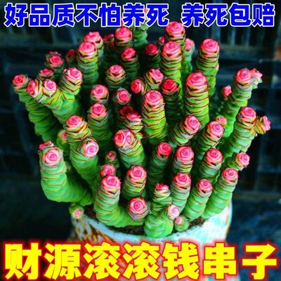 钱串桌面小盆栽招财多肉植物办公室内阳台绿植懒人花好养活