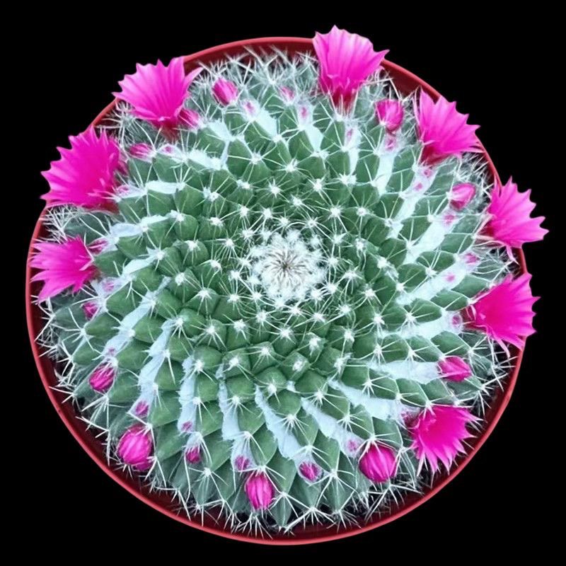 大玉翁仙人球开花室内盆栽办公桌电脑防绿植阳台小植物仙人掌多肉