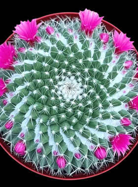 大玉翁仙人球开花室内盆栽办公桌电脑防绿植阳台小植物仙人掌多肉