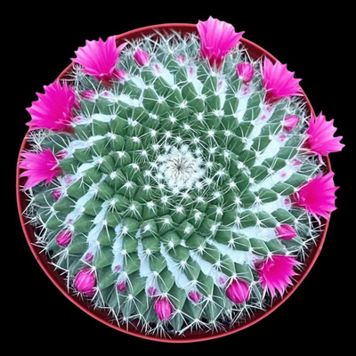 大玉翁仙人球开花室内盆栽办公桌电脑防绿植阳台小植物仙人掌多肉