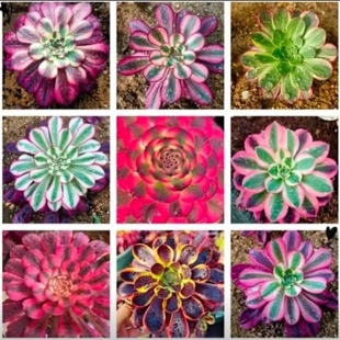 砍头苗韶华白凤等多种多肉植物法师主头小群不同品种混搭包邮