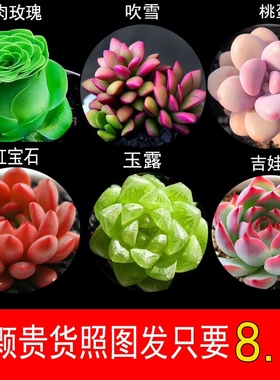 多肉植物阳台新手好养花卉桌面小型绿植桃蛋玉露熊童子组合