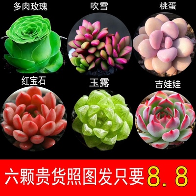 多肉植物阳台新手好养花卉桌面小型绿植桃蛋玉露熊童子组合