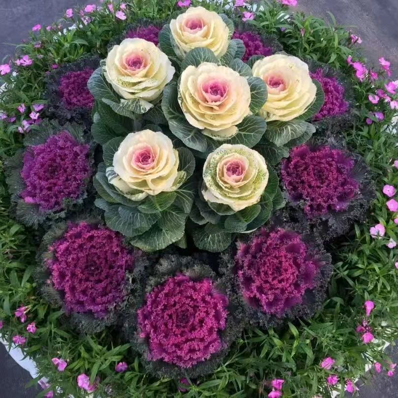 羽衣甘蓝大苗盆栽花卉阳台庭院耐寒冬季阳台观赏可食用,鲜花速递/花卉仿真/绿植园艺,时令草本花卉,淘宝优惠券,粉丝福利购,淘宝优惠卷