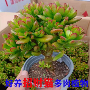 招财猫名贵花玉树懒人老桩四季 吸财树玉树多肉植物品种大全新款